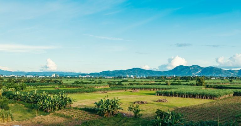 Ladang hijau cerah di bawah langit biru yang jelas dengan gunung di latar belakang di Kon Tum, Vietnam.