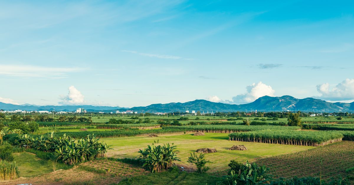 Ladang hijau cerah di bawah langit biru yang jelas dengan gunung di latar belakang di Kon Tum, Vietnam.