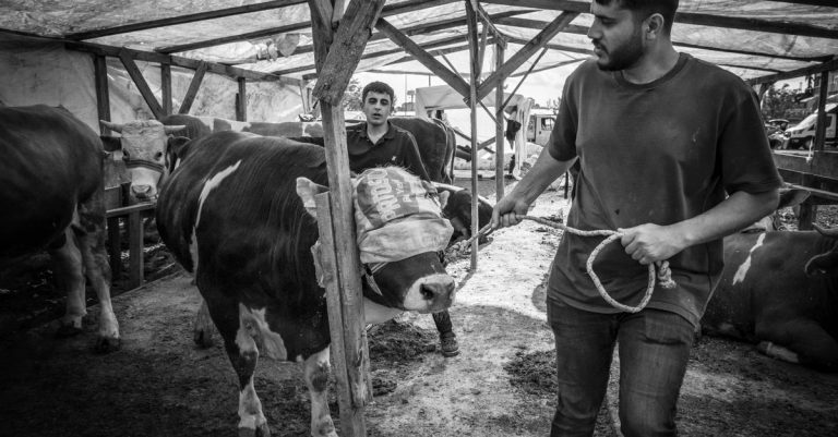 Dua petani mengelola hewan ternak dalam suasana gudang yang rustik, hitam dan putih.