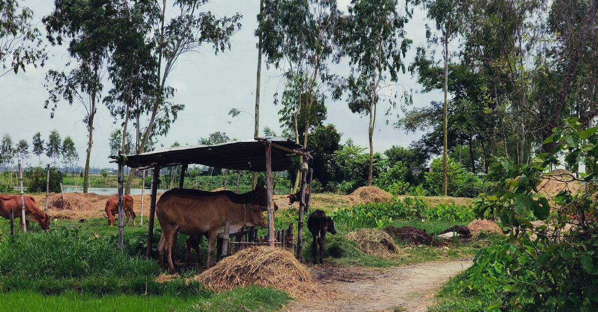 Pemandangan pedesaan yang tenang menampilkan sapi-sapi yang merumput di bawah naungan, dikelilingi oleh tanaman hijau dan pepohonan.