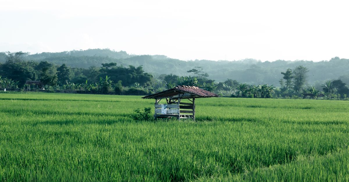 Pemandangan sawah yang tenang dengan sebuah gubuk sederhana di Kuningan, Jawa Barat, Indonesia.