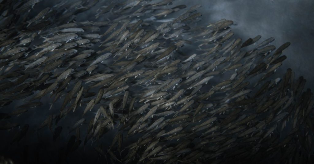Pemandangan yang memukau dari sekumpulan besar ikan yang berenang di bawah air, memperlihatkan dinamika kehidupan laut.