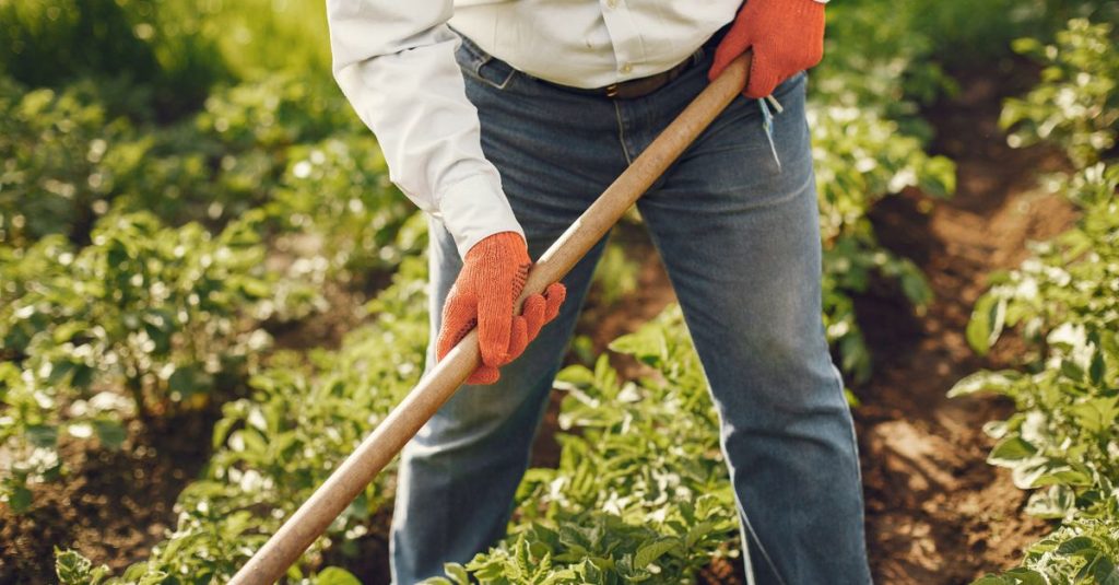Close-up seorang yang menggunakan alat penggaruk untuk membudidayakan tanaman di kebun luar ruangan yang cerah.