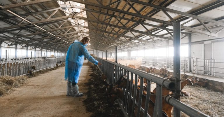 Seorang pekerja pertanian dengan alat pelindung memberi makan kambing di dalam gudang besar.