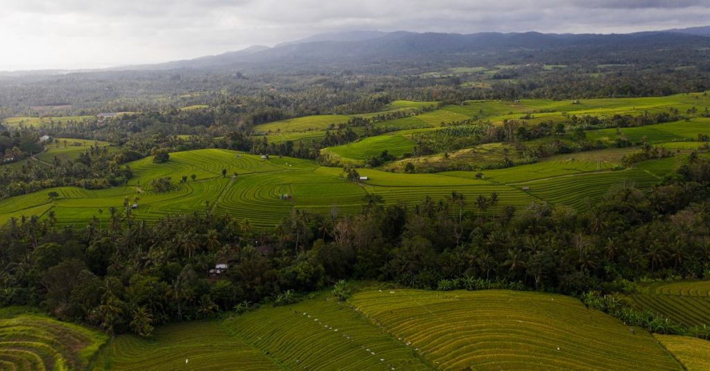 Pemandangan udara dari sawah berundak berwarna hijau subur yang membentang hingga ke cakrawala di bawah langit yang berawan.