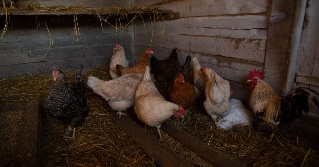 Berbagai ayam mengais jerami di kandang ayam kayu yang rustik.