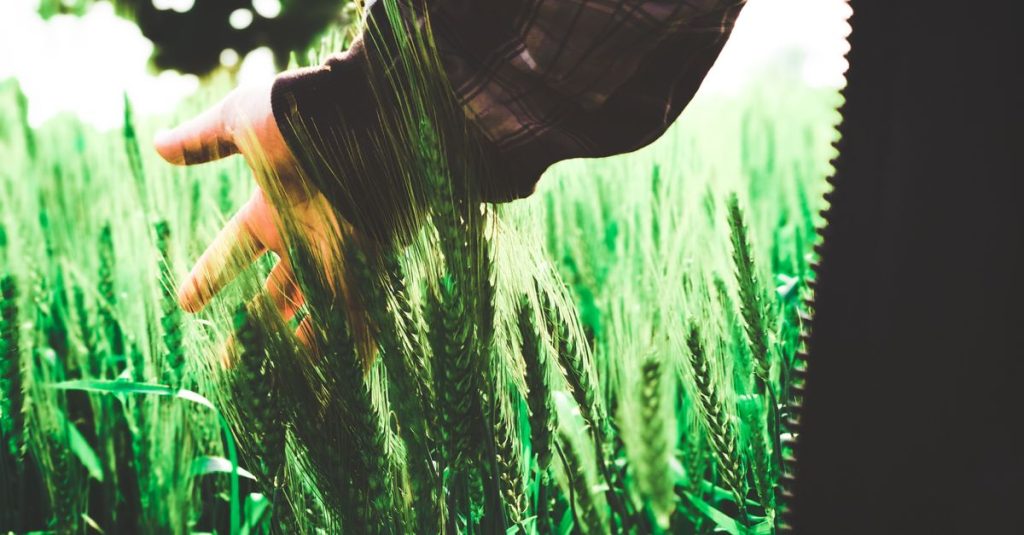 Seseorang dengan lembut menyentuh gandum di ladang hijau di siang hari, membangkitkan rasa ketenangan.